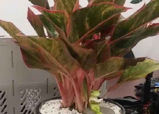 植物百科|彩叶万年青开花吗 开花长的什么样子