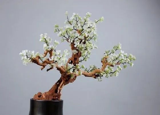 开花时间|梨花是什么季节开的花
