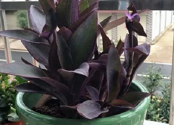 植物百科|适合家里养的花卉有哪些