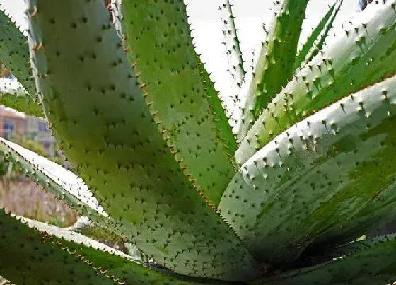 冬天植物|芦荟冬天怕冷吗 放室内或室外好（不耐寒）