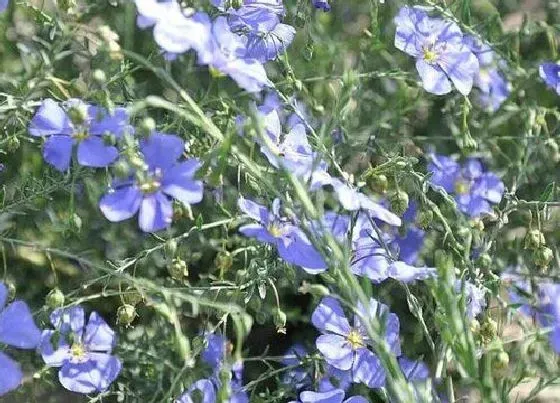 植物百科|蓝花亚麻是多年生吗