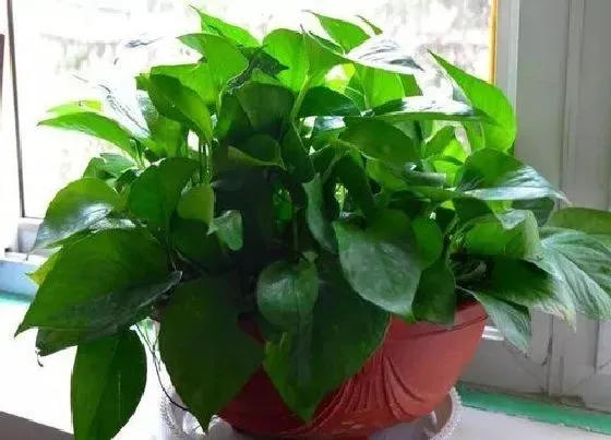 绿植|厨房适合种什么植物 5种适合厨房间摆放的风水植物