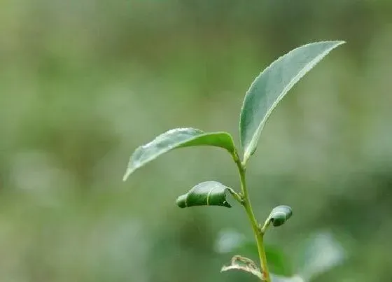种植方法|茶叶套种什么好