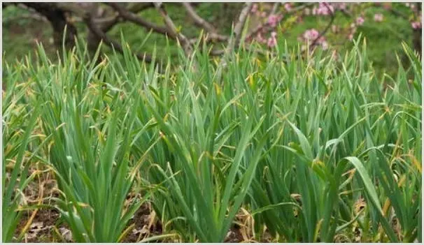 大蒜什么时候种植比较好？有钱赚嘛 | 农业科普