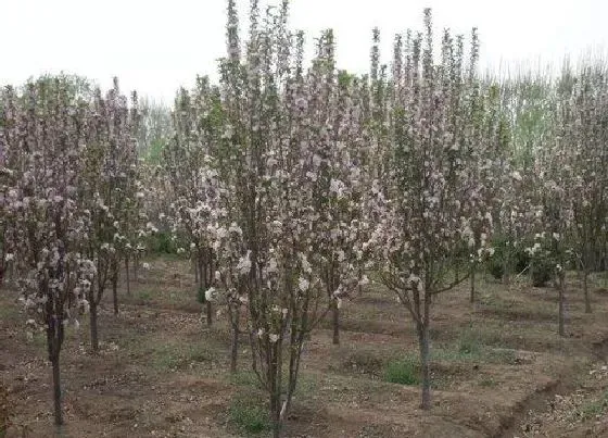 植物排行|海棠树什么品种最好