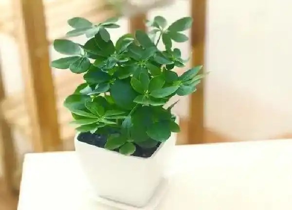 植物浇水|鸭脚木怎么浇水方法