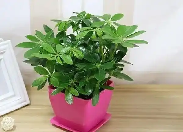 植物浇水|鸭脚木怎么浇水方法