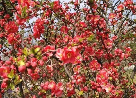 植物排行|海棠树什么品种最好