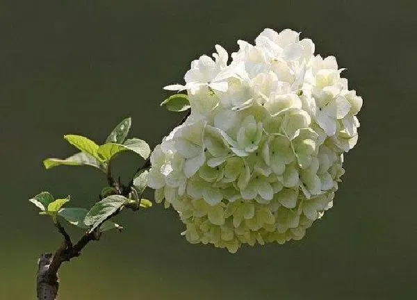 养殖方法|绣球花可以水养吗