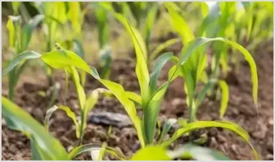 常用除草剂的残留时间是多久？ | 种植技术