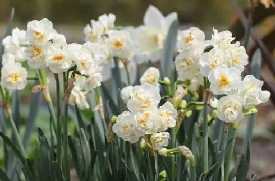 摆放常识|水仙花适合放在哪里 摆放在什么位置养好