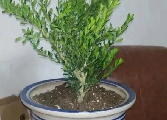 风水百科|黄杨树的风水作用 家里栽黄杨风水好不好