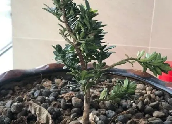 植物发芽|罗汉松不发芽怎么办