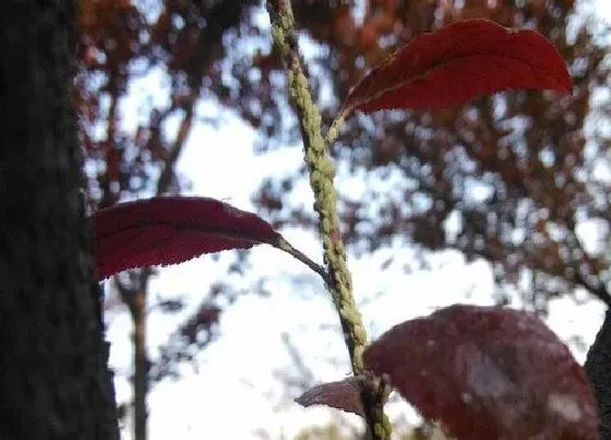 植物虫害|紫叶李病虫害防治技术与方法措施