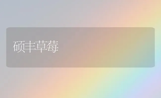 硕丰草莓 | 瓜果种植