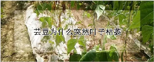 芸豆为什么突然叶子枯萎 | 种植技术