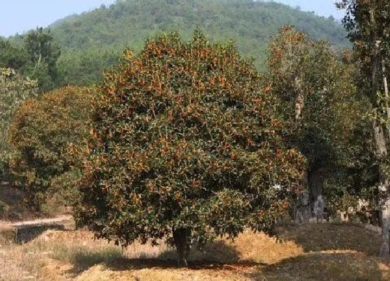 植物百科|丹桂树能长多大