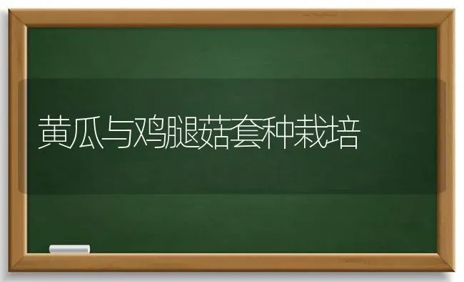 黄瓜与鸡腿菇套种栽培 | 食用菌种植