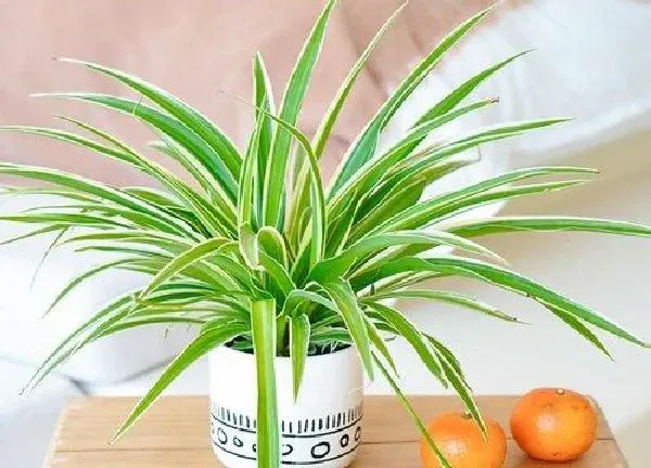 植物浇水|金边吊兰多久浇一次水
