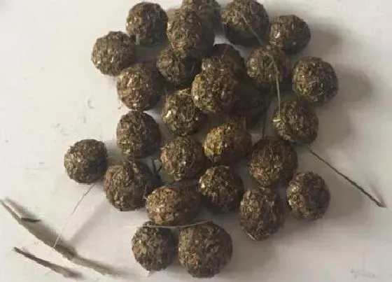 植物施肥|兔子的粪便可以做肥料吗