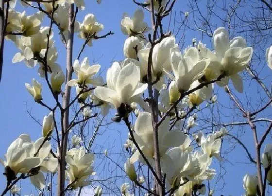 花卉百科|佛山的市花是什么花