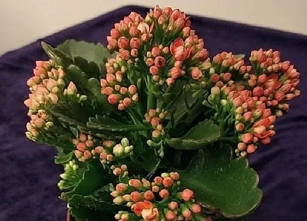 植物浇水|长寿花要浇什么肥最好