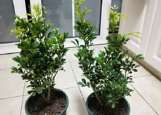 植物施肥|米兰浇什么肥最好