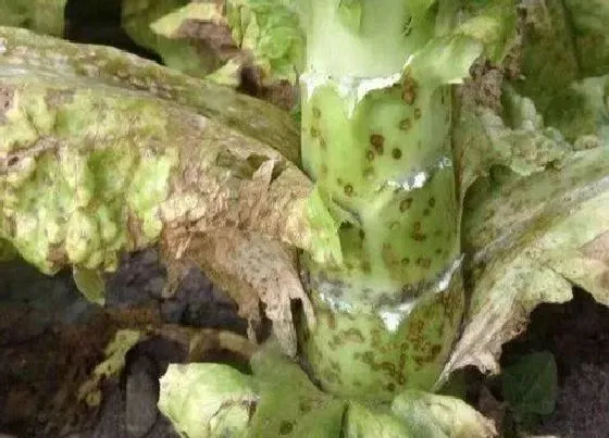 植物病害|莴苣炭疽病的发病原因及治疗方法