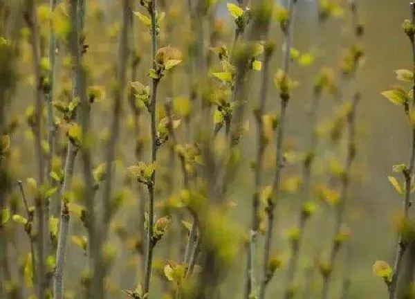 植物发芽|桑树什么时候发芽长叶