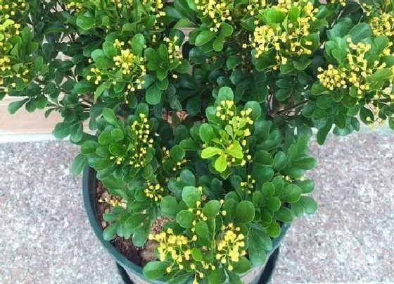 植物施肥|米兰花肥制作与使用方法