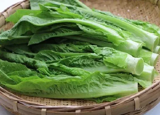 功效常识|莴苣的功效与作用
