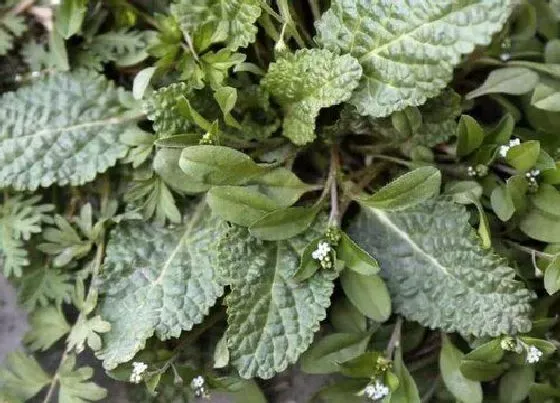 植物百科|蛤蟆草开花吗 开花什么样子