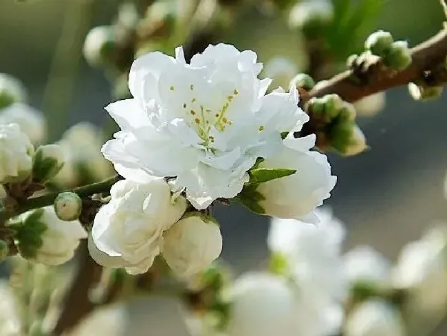 植物百科|白色桃花是什么品种（白花桃开花颜色及品种介绍 ）