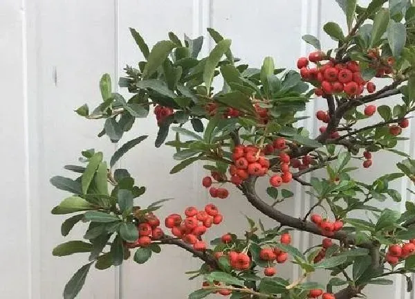 植物移栽|火棘什么时候移栽最好
