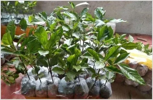 百香果病虫害防治指南 | 植物病害