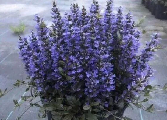 植物百科|姬十二筋骨草是多年生吗
