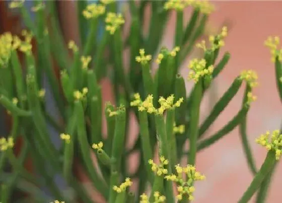 植物百科|绿玉树开花吗 开花是什么样子的