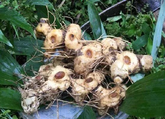 种植管理|黄精几月份种植合适