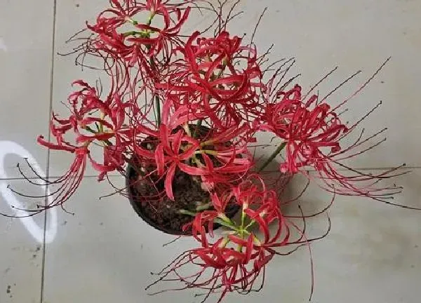 植物移栽|彼岸花什么时候分株