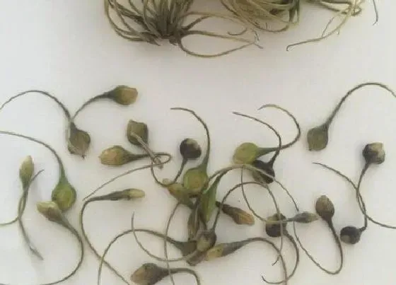 植物百科|铁线莲有种子吗