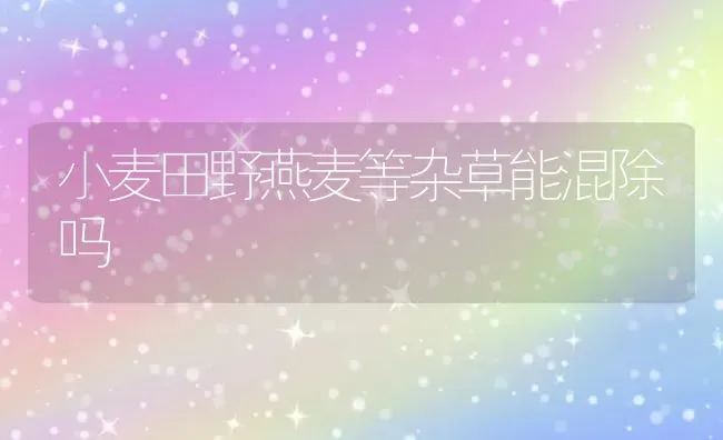 小麦田野燕麦等杂草能混除吗 | 粮油作物种植
