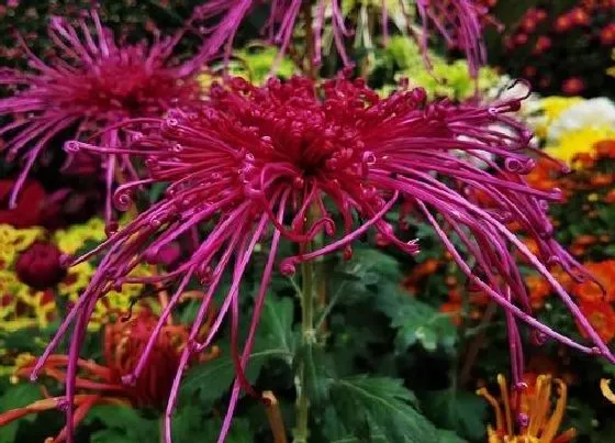 花卉趣闻|十大名贵菊花品种大全（世界上珍贵的菊花名种排名）