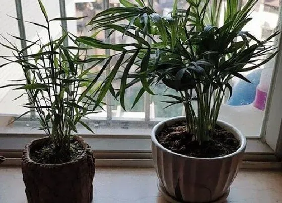 植物种类|最漂亮的竹子品种 观赏最好看的竹子是什么品种