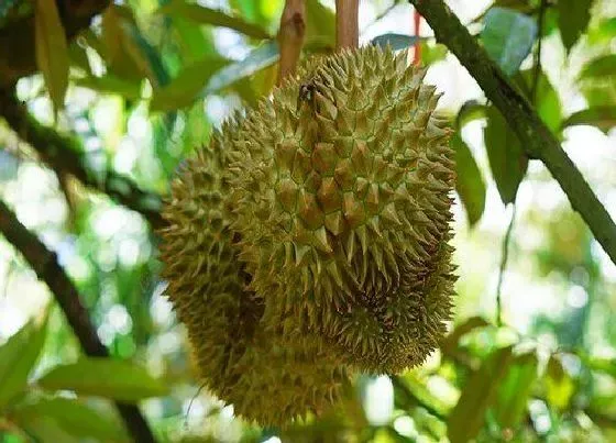 种植百科|广西可以种榴莲吗