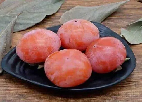 果实科普|柿子哪个品种最好吃 目前最好的柿子品种排名