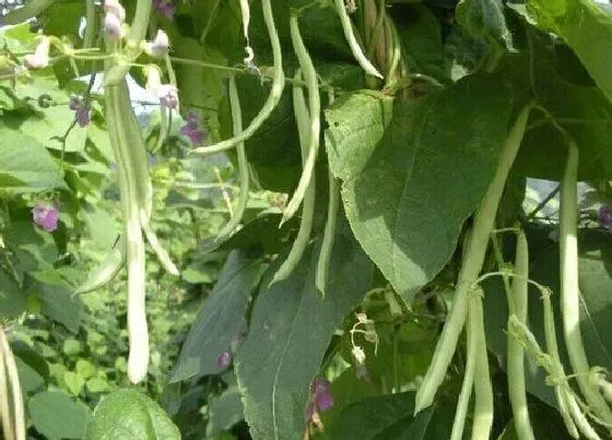 食用技巧|豆角怎么挑选好吃的