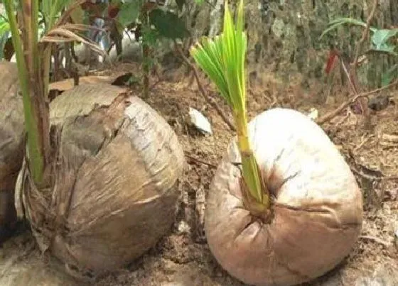 植物百科|椰子有种子吗