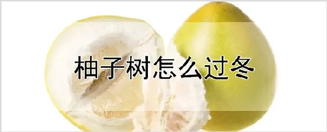 柚子树怎么过冬 | 耕种资料