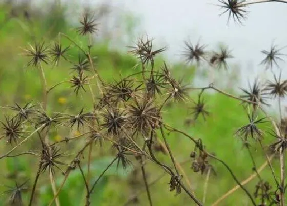 植物百科|鬼针草生长在什么地方