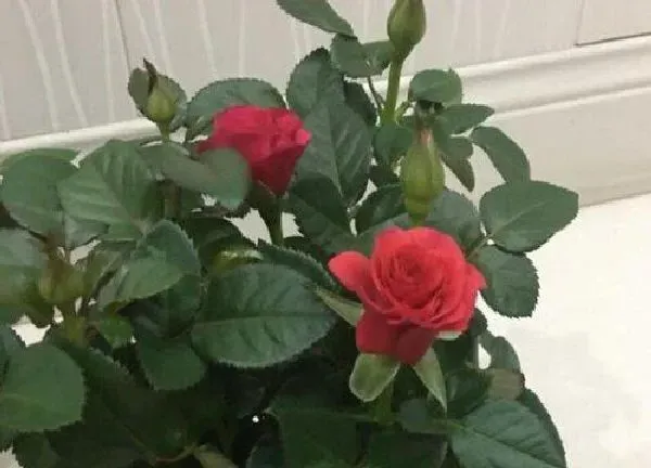 植物浇水|玫瑰多久浇一次水